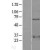 Western Blot: 14-3-3 zeta/delta Lysate [NBL1-17952] - Western Blot experiments.  Left-Control; Right -Over-expression Lysate for YWHAZ.